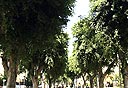 צילום: מיכאל קרמר
