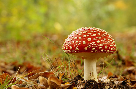צילום: shutterstock צילום: shutterstock
