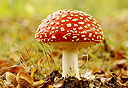 פטריה, צילום: shutterstock