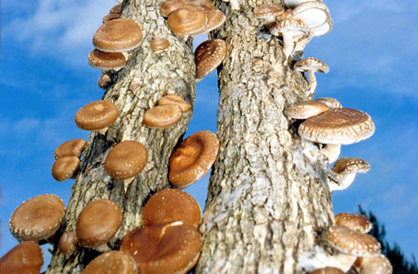 צילום: Paul Stamets צילום: Paul Stamets