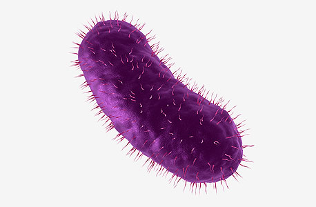 צילום: שאטרסטוק