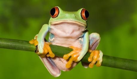 צילום: shutterstock צילום: shutterstock