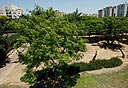 צילום: עמית שעל
