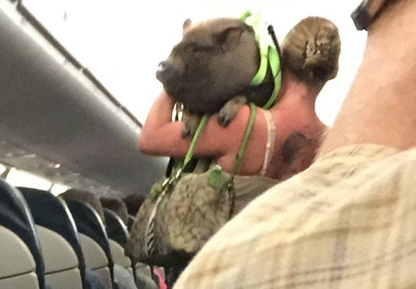 חזיר בטיסה