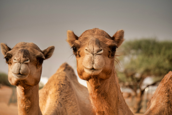Camels are the next unicorns. Photo: Shutterstock