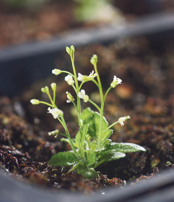 צילום: Salk Institute