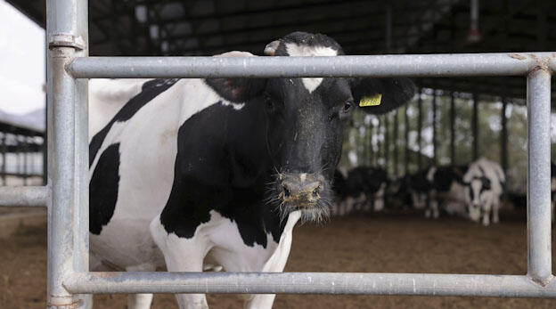 צילום: אוראל כהן 