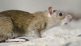 נזקים שחולדות ועכברים גורמים לבית, freepik