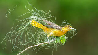 צילום: Sandra M. Rothenberg