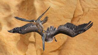   צילום: Jack Zhi