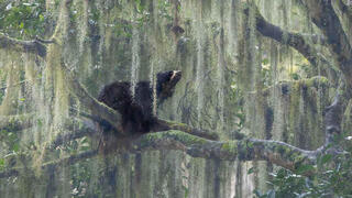 צילום: Jacquie Matechuk