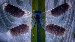 צילום: Wim Vooijs / cupoty.com