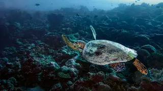 צילום: Alain Schroeder  