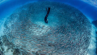 צילום: Sarah OGorman / UPY2024