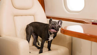 כלכליסט עולם חברת תעופה לכלבים, צילום: אנבטו