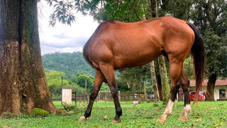 צילום: : David Kertzman/Comedy Pet Awards 2024