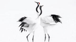 צילום: Michele McCormick