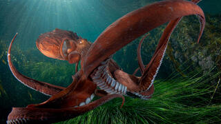 צילום: Andrey Shpatak