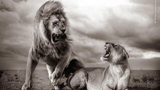    צילום: Will Fortescue