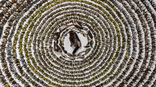 צילום:  Patricia Seaton Homonylo