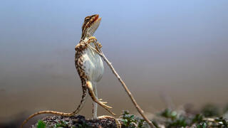 צילום: Sanjay Patil