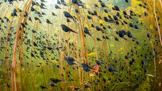 צילום:  Shane Gross