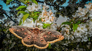 צילום: Niklas Banowski