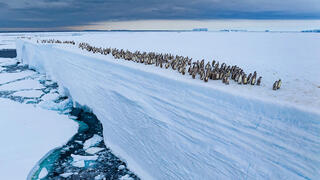 צילום: Bertie Gregory