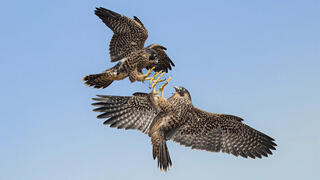 צילום: David Clark